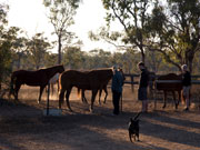 Dawn at Mt Elizabeth Station on the Gibb River Road. Photo by Nick Haslam