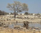 Etosha National Park