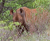 Rhino tracking