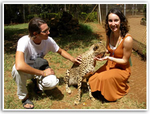 Cheetah handling in a Namibian reserve