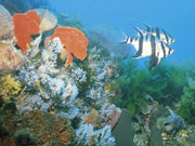 Corals and ocean life, South Australia. Photo by South Australia.