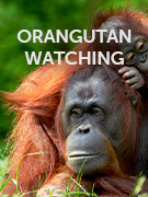 Orangutan holidays Orangutan holidays
