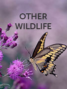 Other wildlife holidays Other wildlife holidays