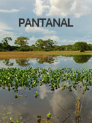 Pantanal holidays Pantanal holidays
