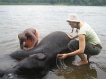 Scrubbing an elephant, Kerala farmstay