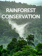 Rainforest conservation holidays