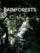 Rainforest holidays Rainforest holidays