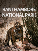 Ranthambore
