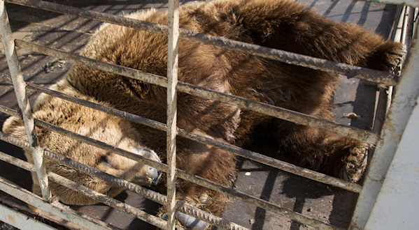 Bear in a cage