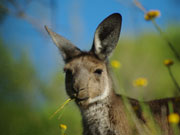 Kangaroo chewing, South Australia. Photo by South Australia