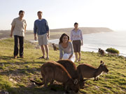 Kangaroos on cliff top at Kangaroo Island, South Australia. Photo by South Australia