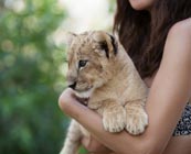 Playing with lion cubs