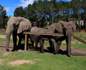Being “touched by an elephant”