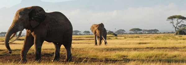 Safari banner