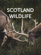 Scotland wildlife guide