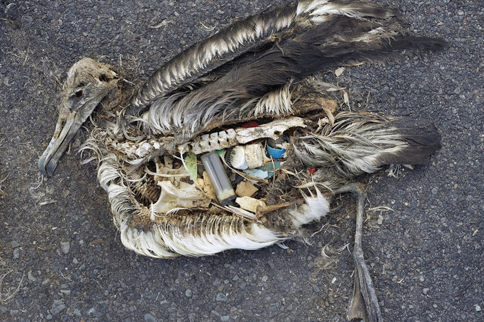 Dead bird with plastic in its stomach style