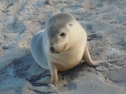 Seal pup, South Australia. Photo by South Australia Tourist Board