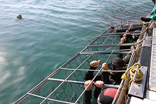 Shark cage dive