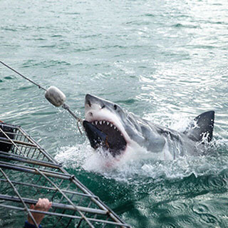 Cage diving