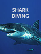 Great White shark diving holidays Great White shark diving holidays