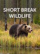 Short break wildlife holidays Short break wildlife holidays