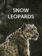 Snow leopard tracking holidays Snow leopard tracking holidays