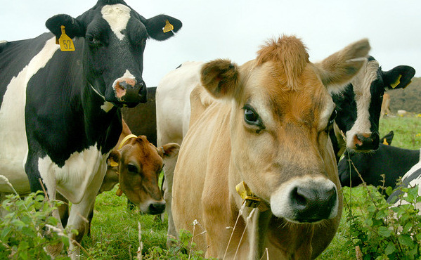 Cows