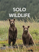 Solo wildlife holidays Solo wildlife holidays