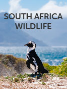 South Africa wildlife guide