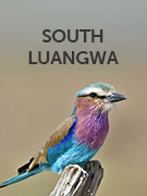 South Luangwa