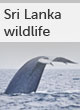 Sri Lanka wildlife guide