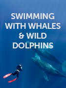 Swim with whales & dolphins holidays Swim with whales & dolphins holidays