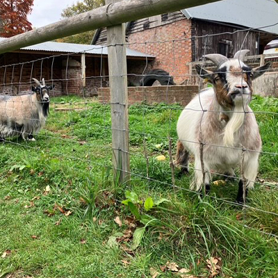 Some goats on the farm