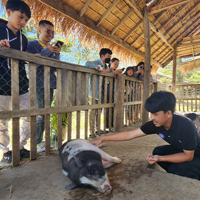 The children are shown a pig by the staff