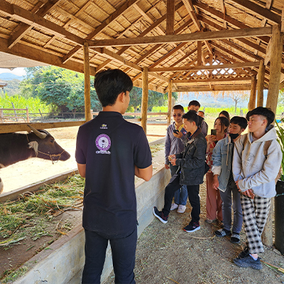 The children are shown a cow by the staff