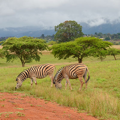 Zebras eating
