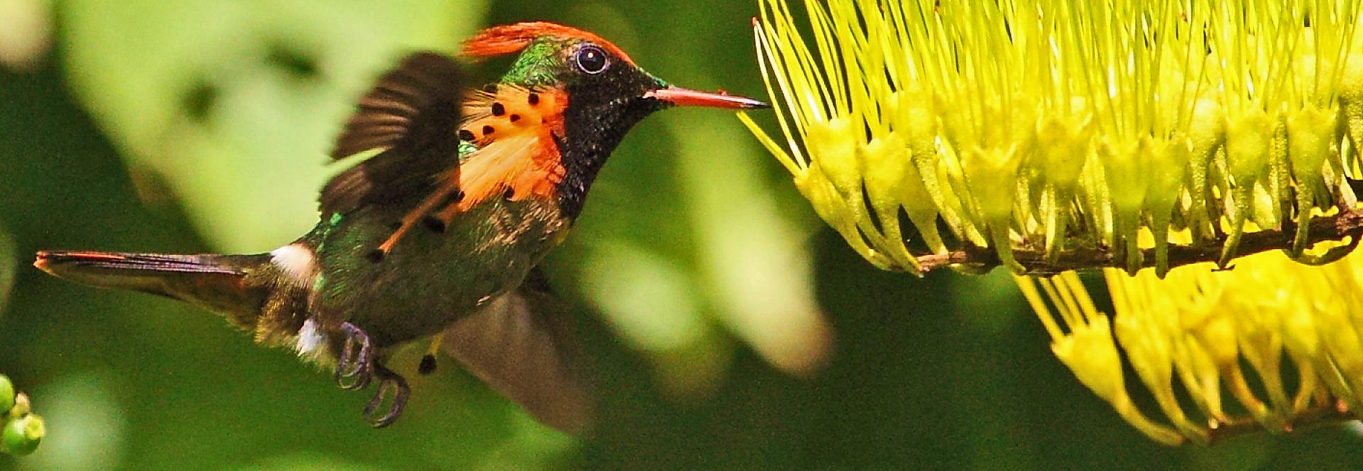 Wildlife Holidays In Trinidad Tobago In 2022 2023 Responsible Travel