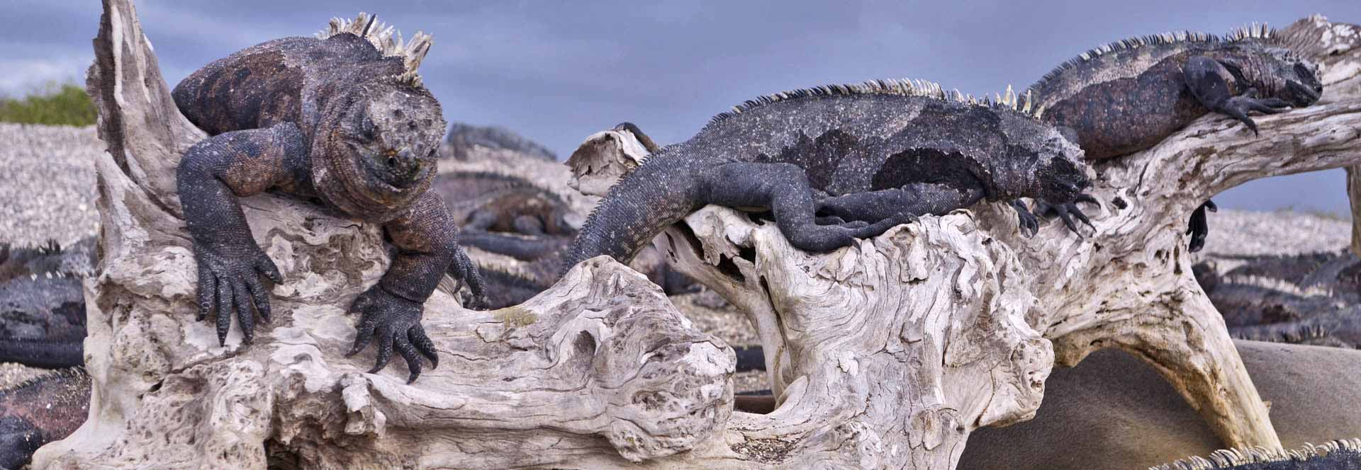 Galapagos cruises in 2024 & 2025
