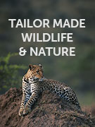 Tailor made wildlife & nature holidays Tailor made wildlife & nature holidays