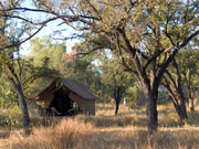 Tented camp in the Purnululu, Western Australia. Photo by Nick Haslam