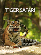 Tiger safaris holidays Tiger safaris holidays