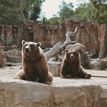 Two brown bears in a zoo