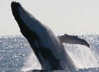 Breach on swim with whales holiday in Tonga