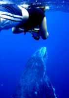 Swimming with whales holiday in Tonga