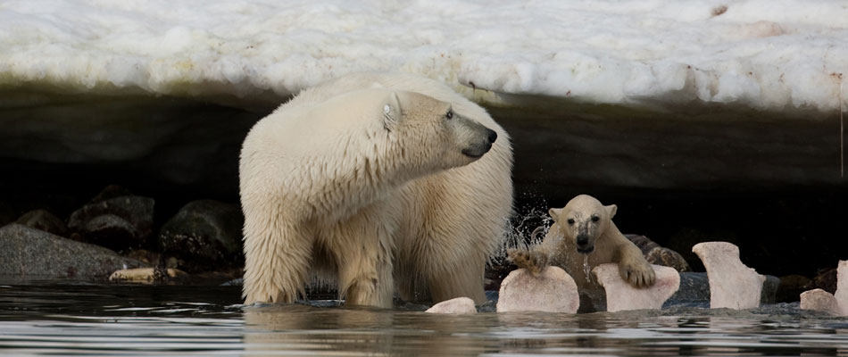 Polarbear