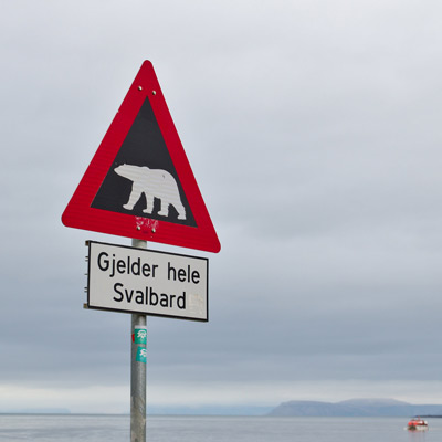 polar bear sign