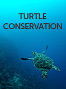 Turtle conservation holidays Turtle conservation holidays