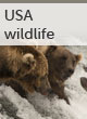 USA wildlife guide