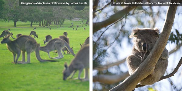 Kangaroos at Anglesea Golf Course and Koala at Tower Hill National Park, Victoria. Photos from Victoria Tourist Board