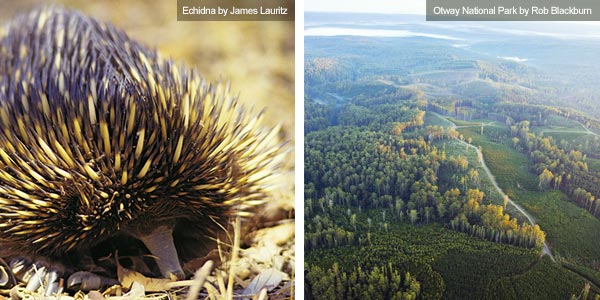 Echidna and aerial view over the Otways, Victoria. Photos from Victoria Tourist Board